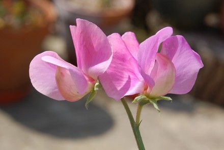  Plant Heritage accredits a further eight National Plant Collections, including a collection named after 20th century horticulturalist Ellen Willmott, and the UK’s first gladiolus collection