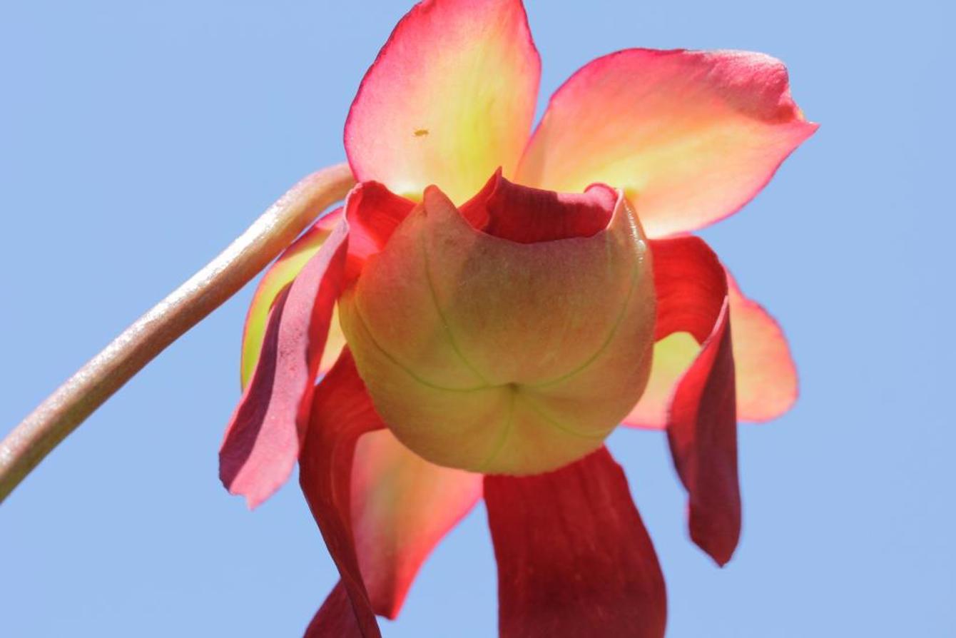 Sarracenia cv.