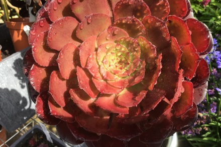 Threatened Plant of the Year Competition 2023