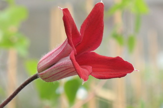 Clematis Texensis Gravetye Beauty