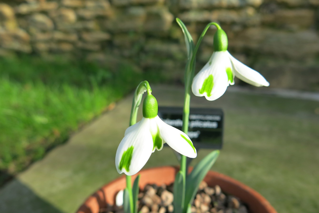 IMG 1790 Galanthus Plicatus 'Trumps'