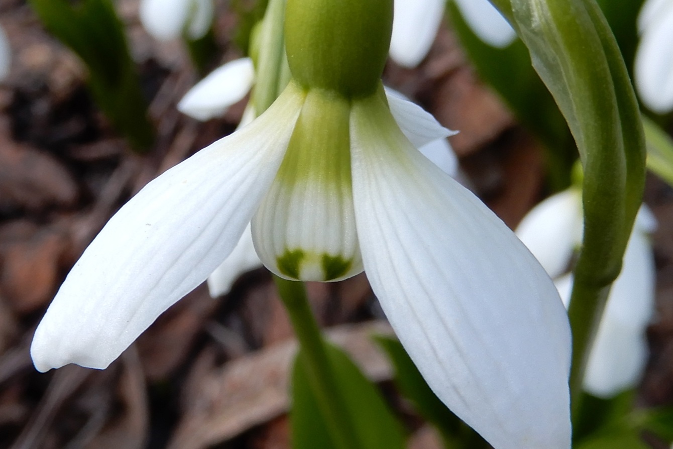 Galanthus Platyphyllus Cc Alan Briggs