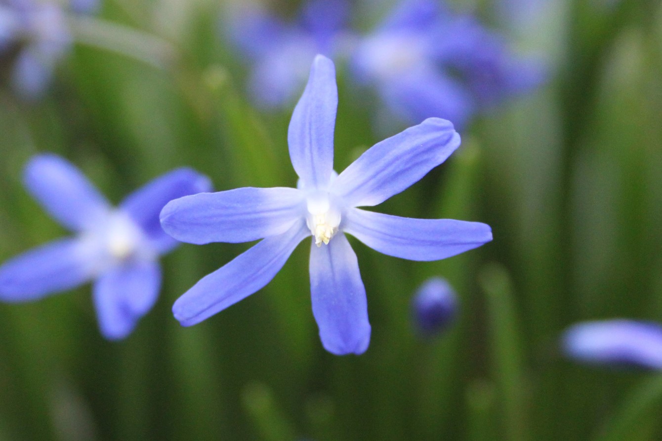 Scilla Sardensis