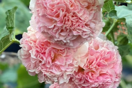 Alcea 'Charters Salmon' Cc J Sheppard