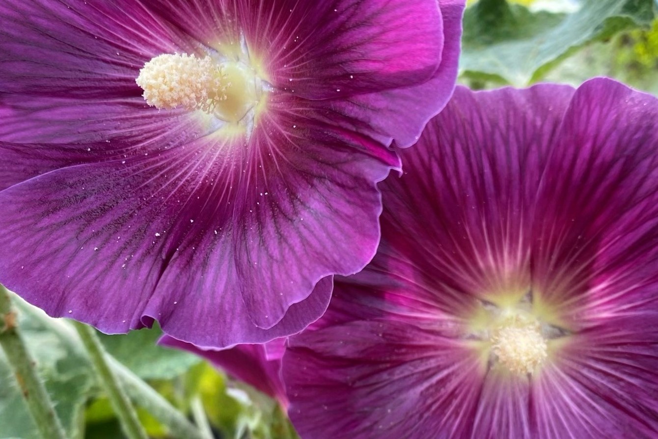 Alcea Rosea 'Halo Lavender'