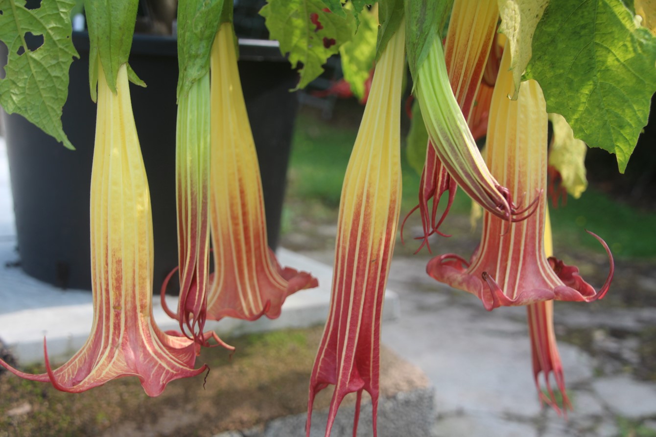 Brugmansia 'Wildfire'