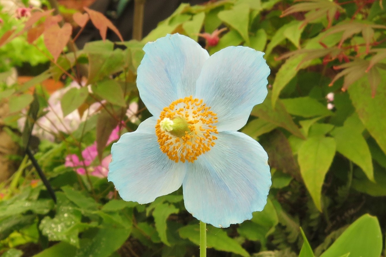 Meconopsis 'Lingholm'