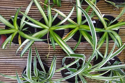 Chlorophytum Comosum Cultivars Highres ALT3.2