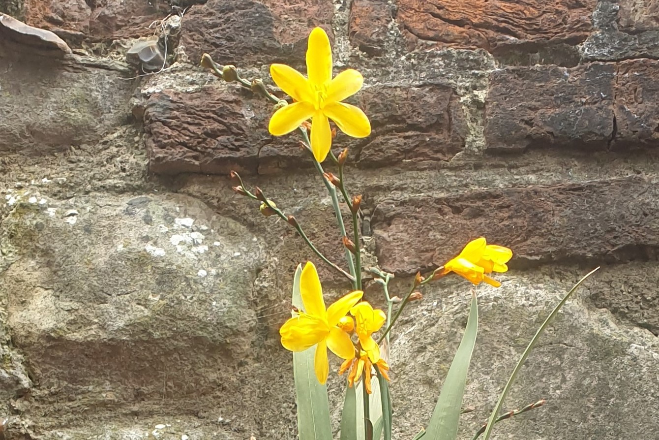 Crocosmia × Crocosmiiflora 'Solfatare'