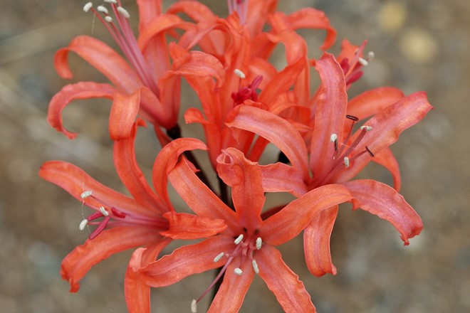 Nerine 'Smokey Special'