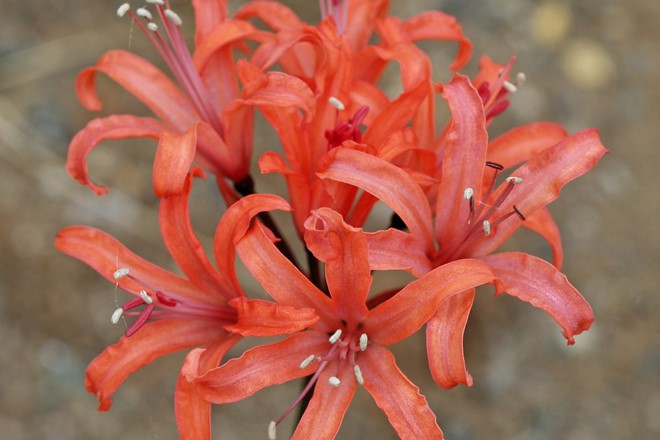 Nerine 'Smokey Special' 