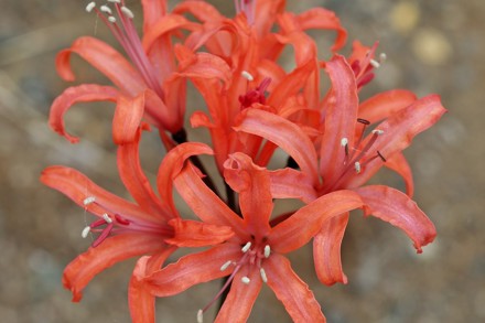 Nerine 'Smokey Special' Cc Cotswold Garden Plants