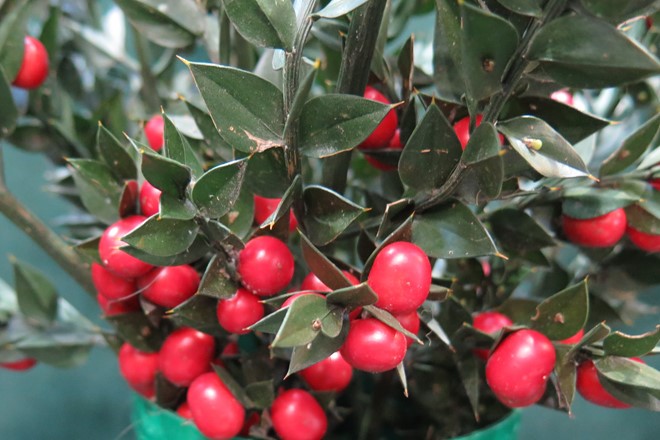 Ruscus Aculeatus 