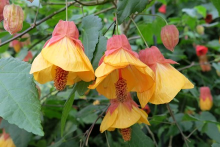 Abutilon 'Leila Jackson'