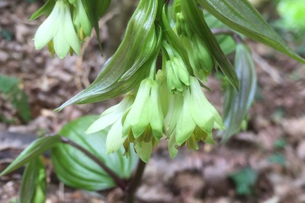 Disporum Bodinieri 