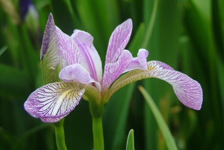 Iris Versicolor 'Rowden Cadenza' 