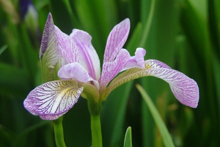 Iris Versicolor 'Rowden Cadenza'