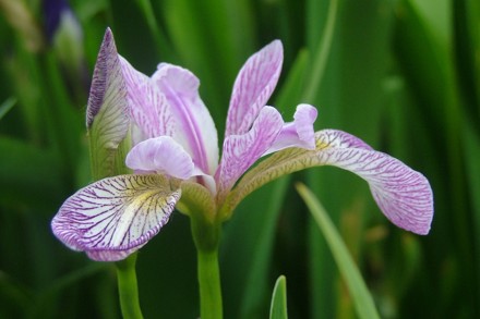 Iris Versicolor 'Rowden Cadenza' RHS Ali Cundy