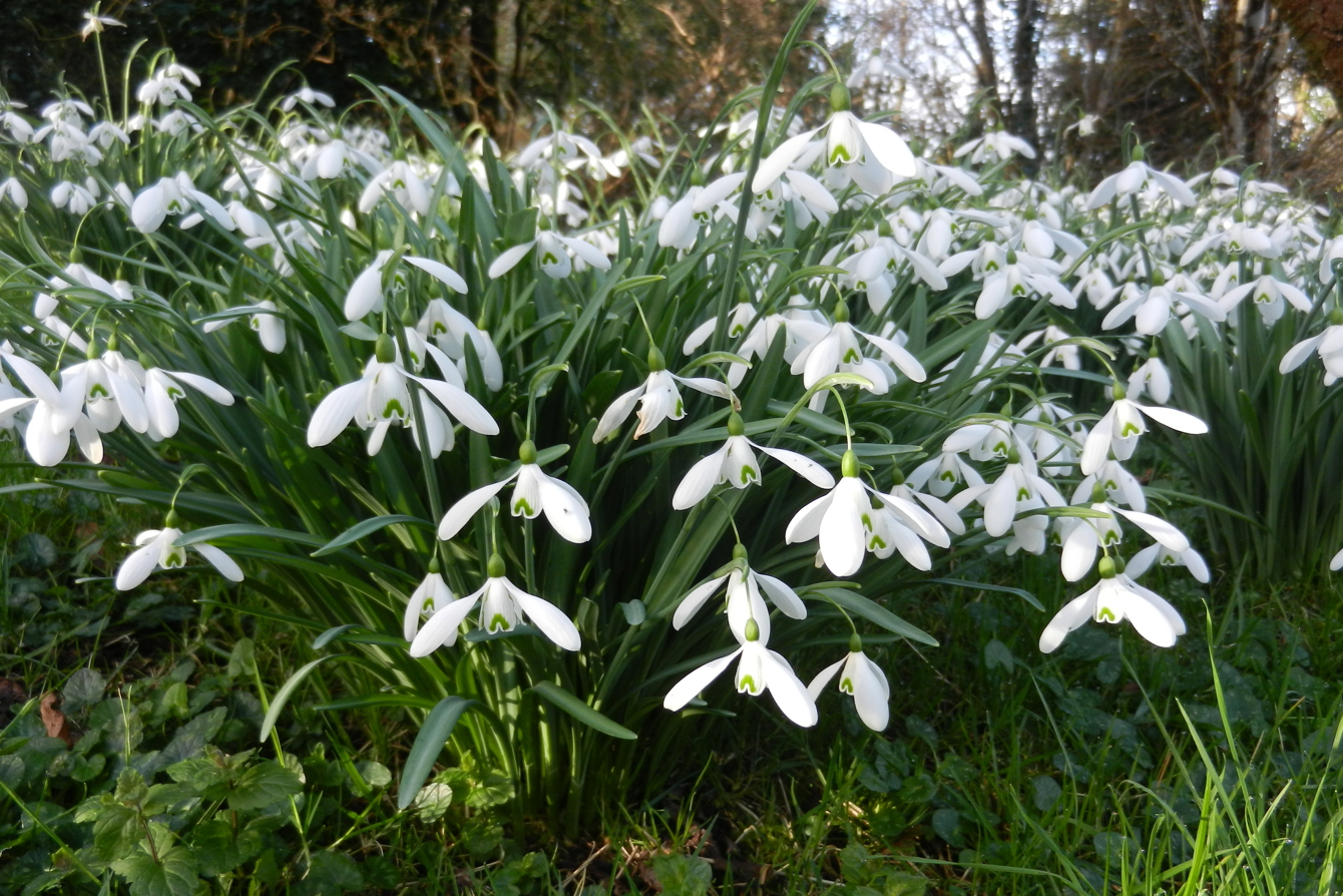 Snowdrops