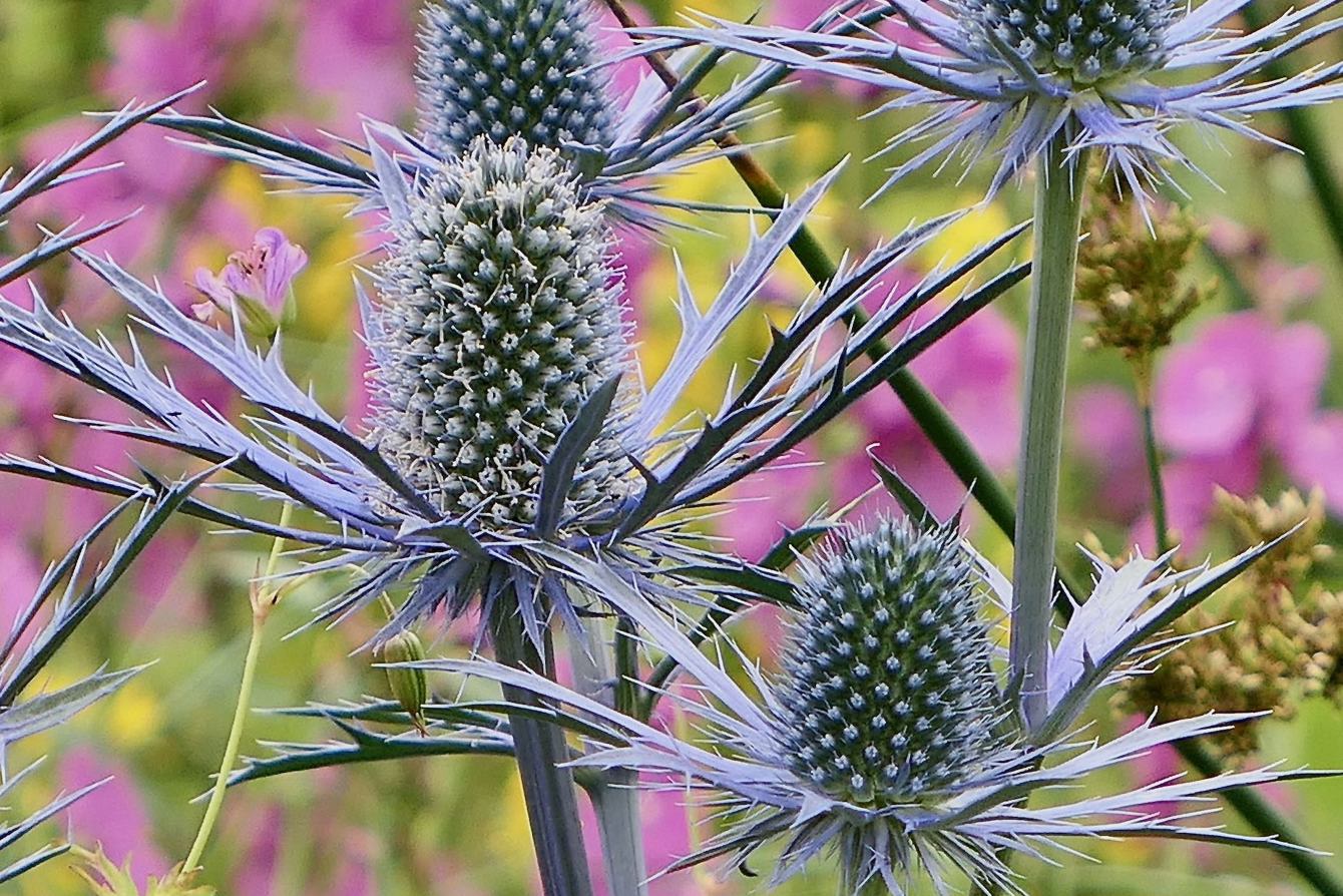 Eryngium x zabelii 'Big Blue'