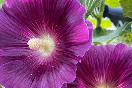 Alcea Rosea 'Halo Lavender'