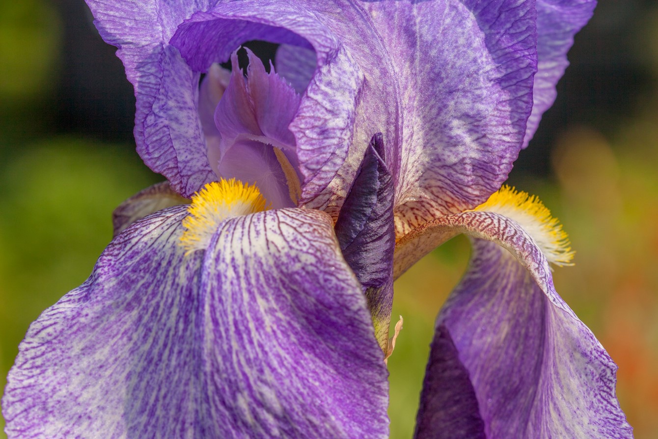 Iris 'Benton Blue John'