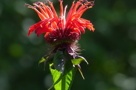 Monarda Squaw, Copyright; Glyn Bach Gardens Copy