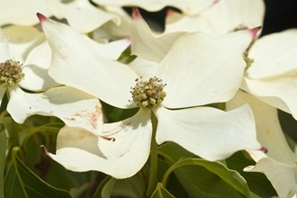 Cornus Kousa 'John Slocock' AGM