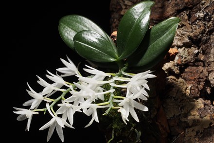 Aerangis Hyaloides 