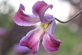 Clematis Viticella 'Pendragon'