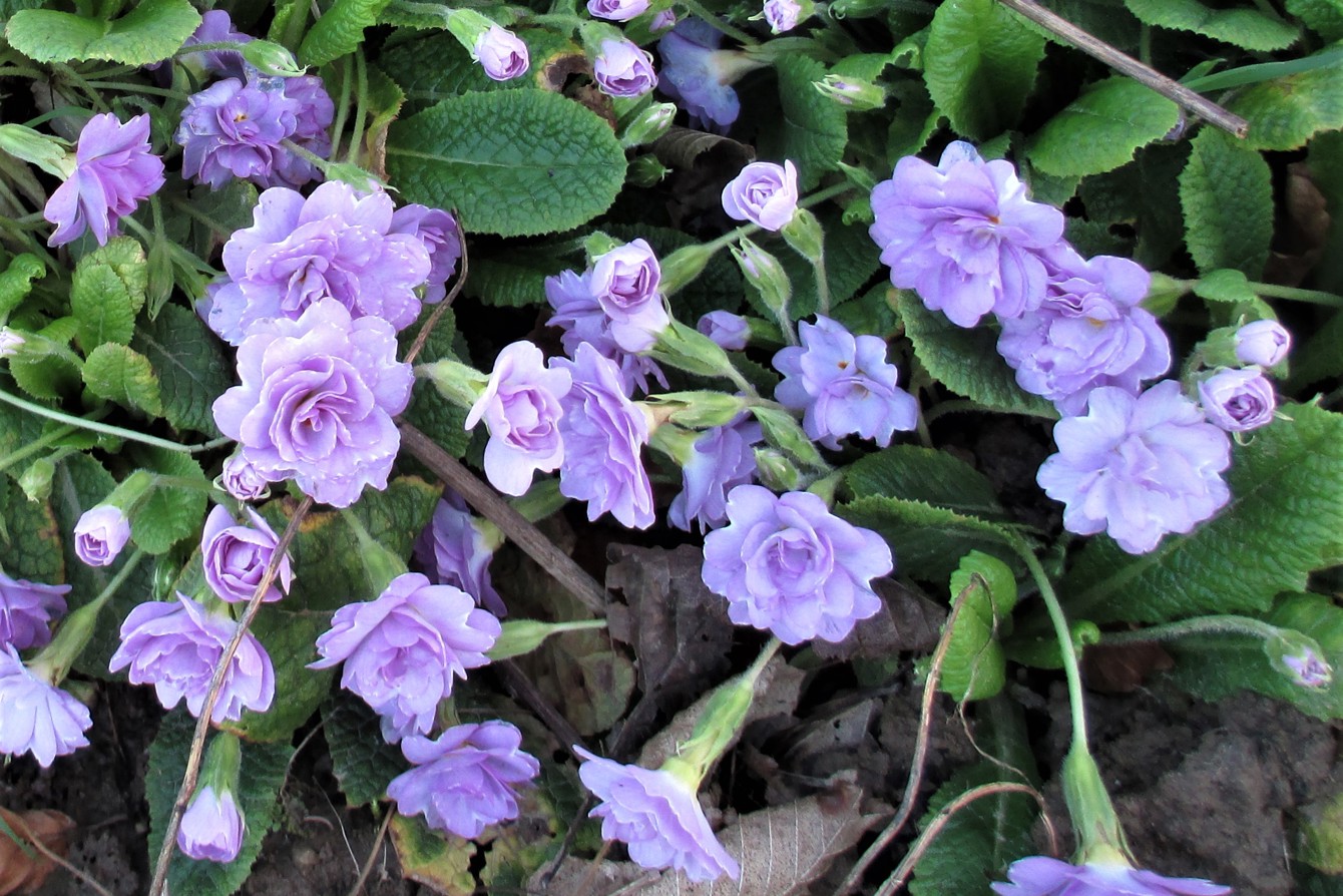 IMG 5127 Cc C Stonealt