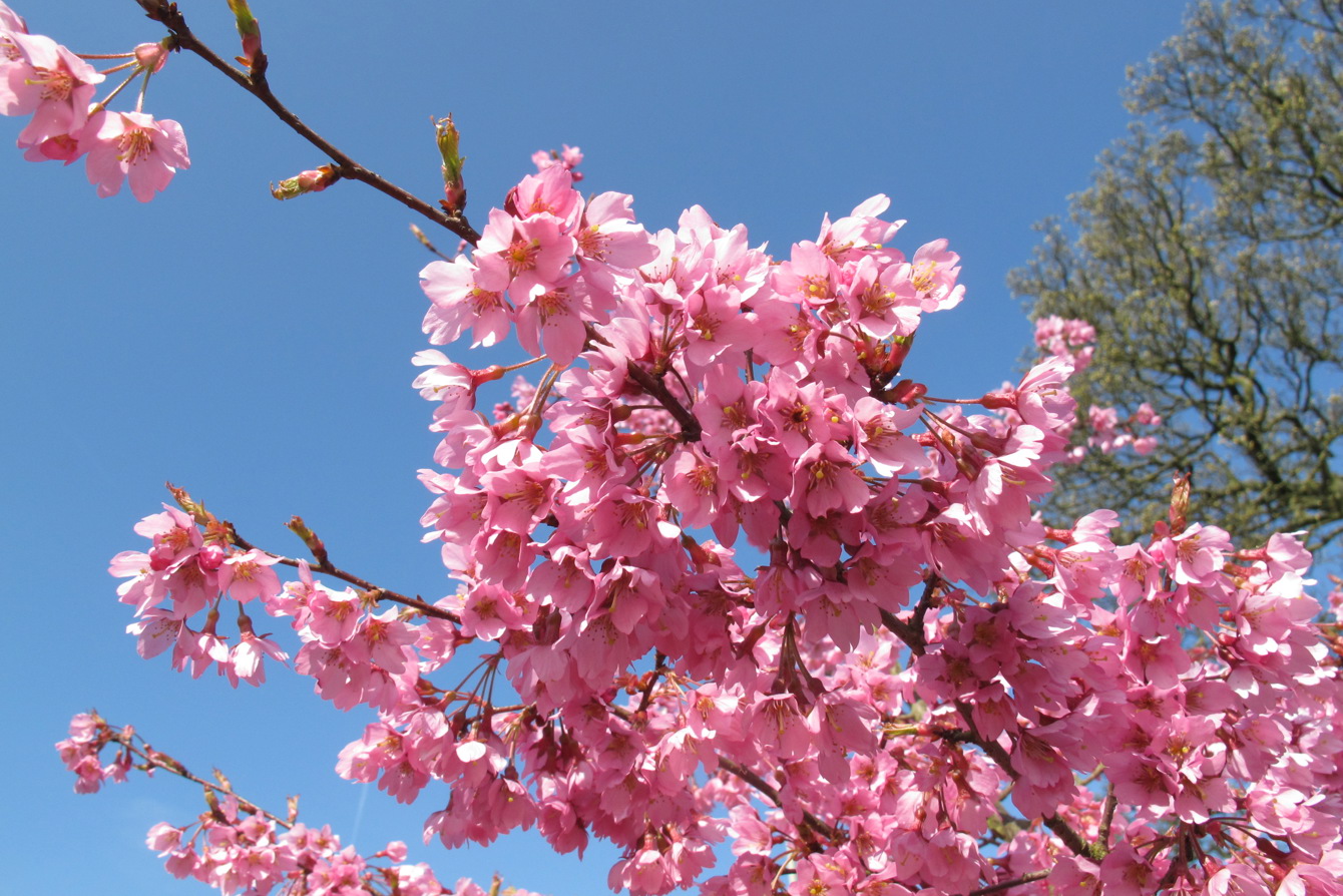 Prunus Euridice Keele University National Collection