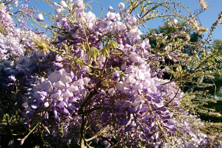 Sponsor the National Plant Collections and help save garden plants. New sponsorship scheme launched by Plant Heritage 