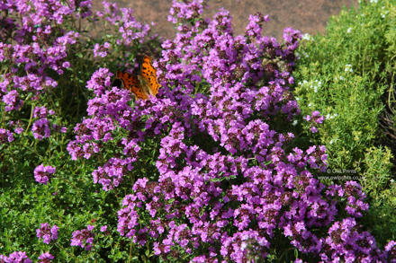 Thymus Kurt S1313NCP