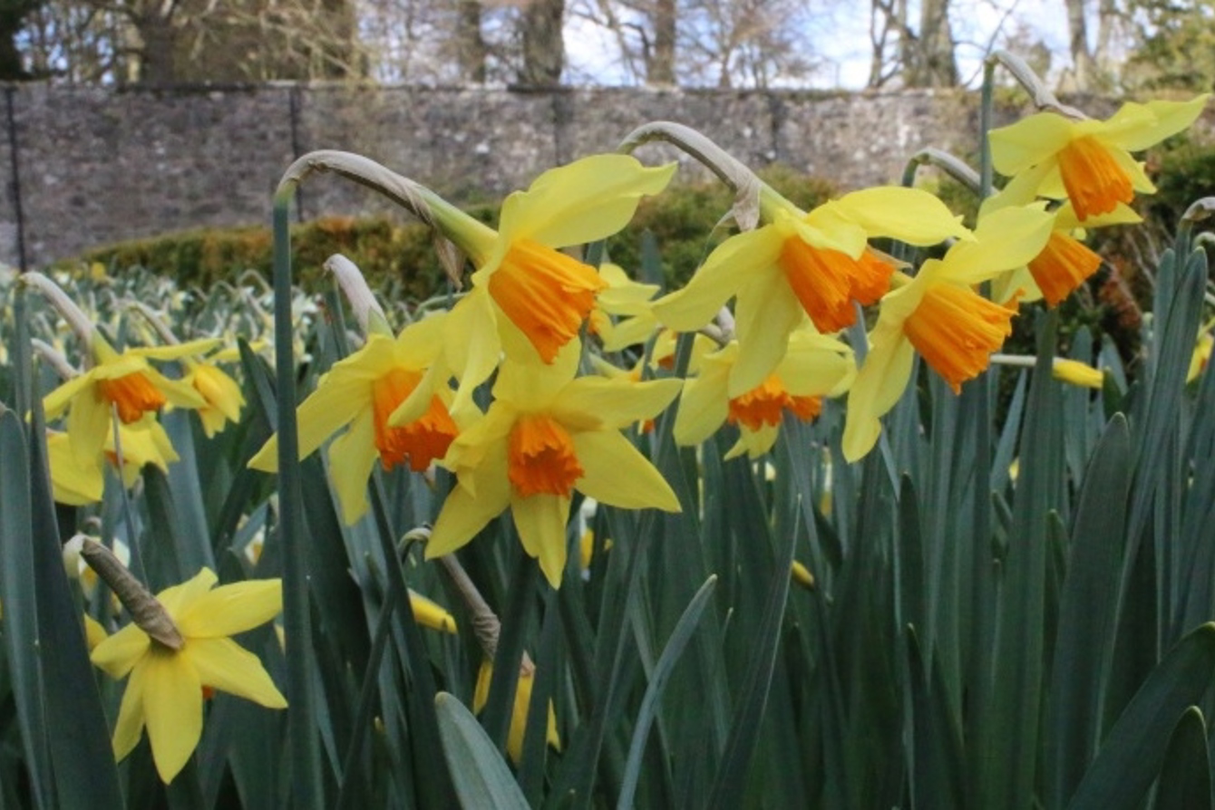 C J Backhouse, File Copyright Caroline G Thomson, Backhouse Rossie Estate