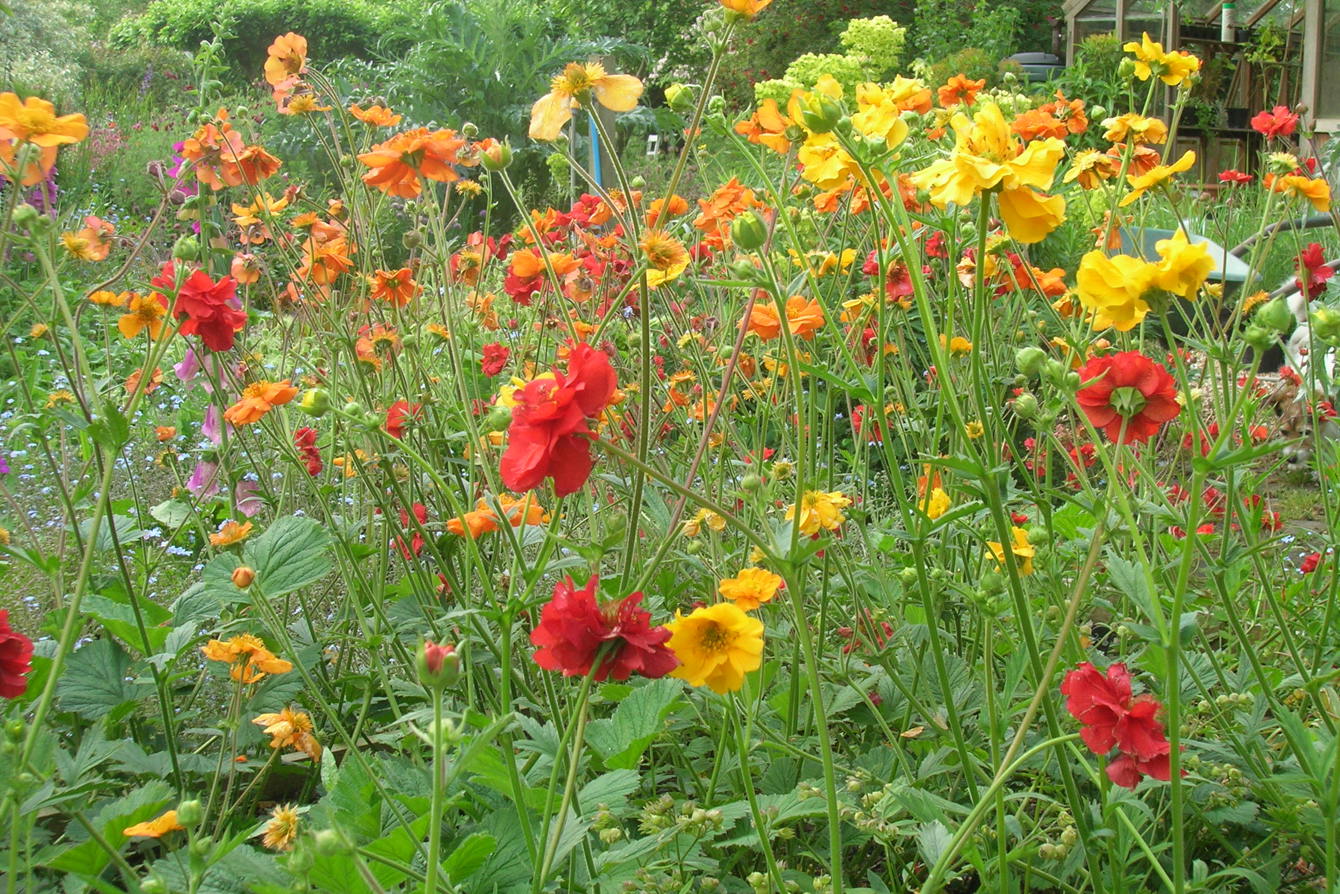 Geum Cvs. National Collection In Kent