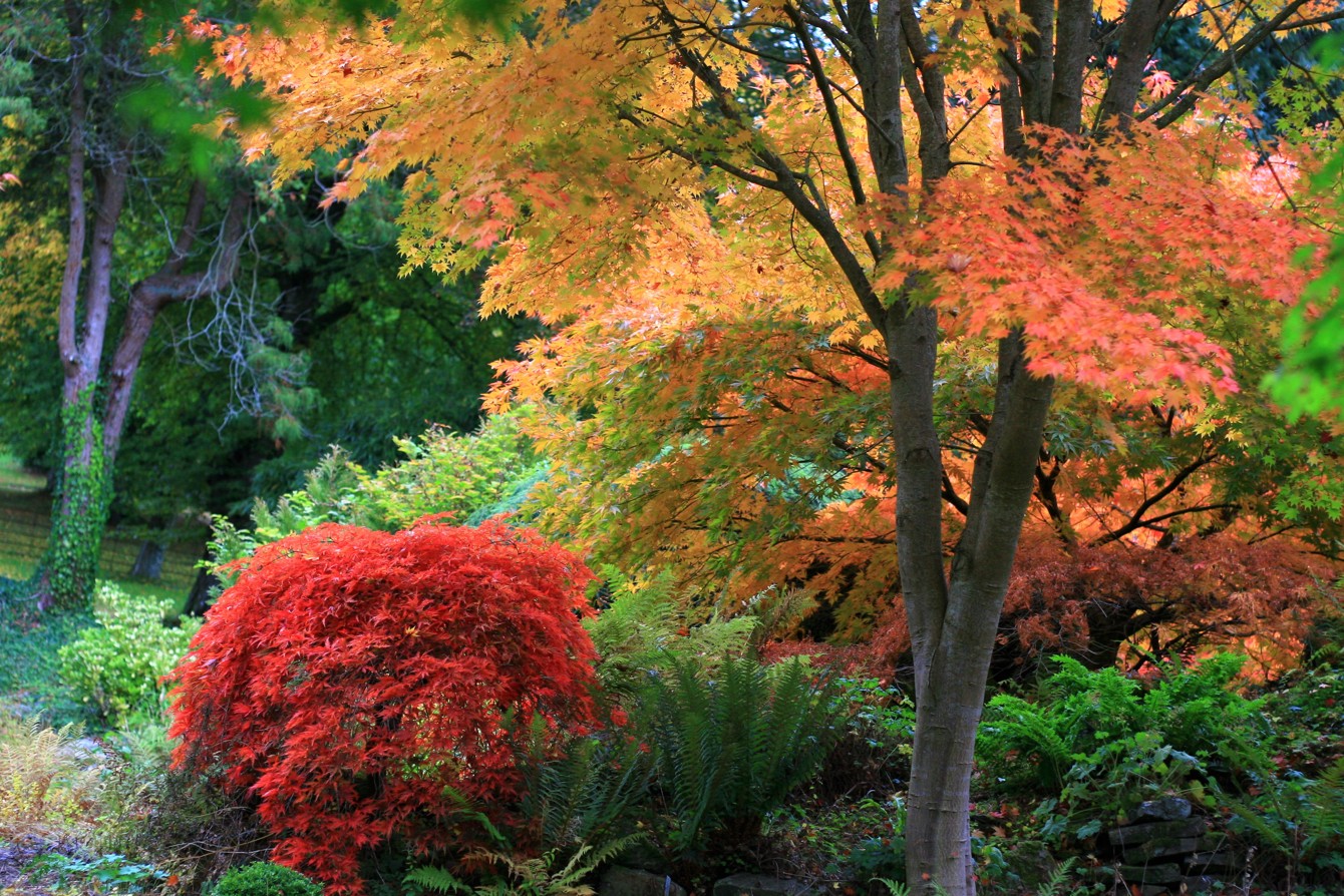 Trees (4)