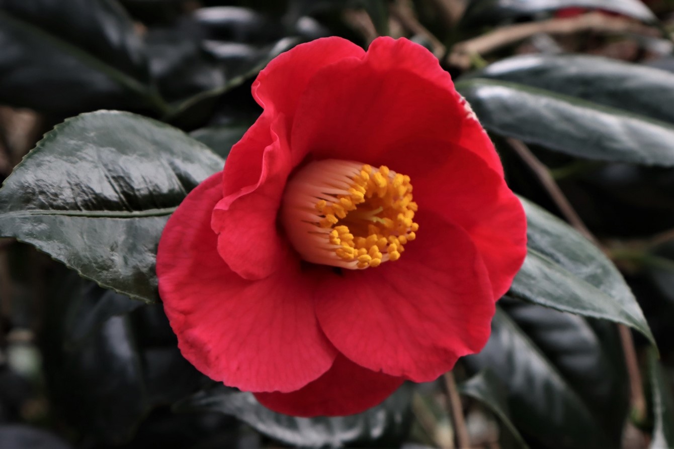 Camellia x willlimasii 'Muskoka'