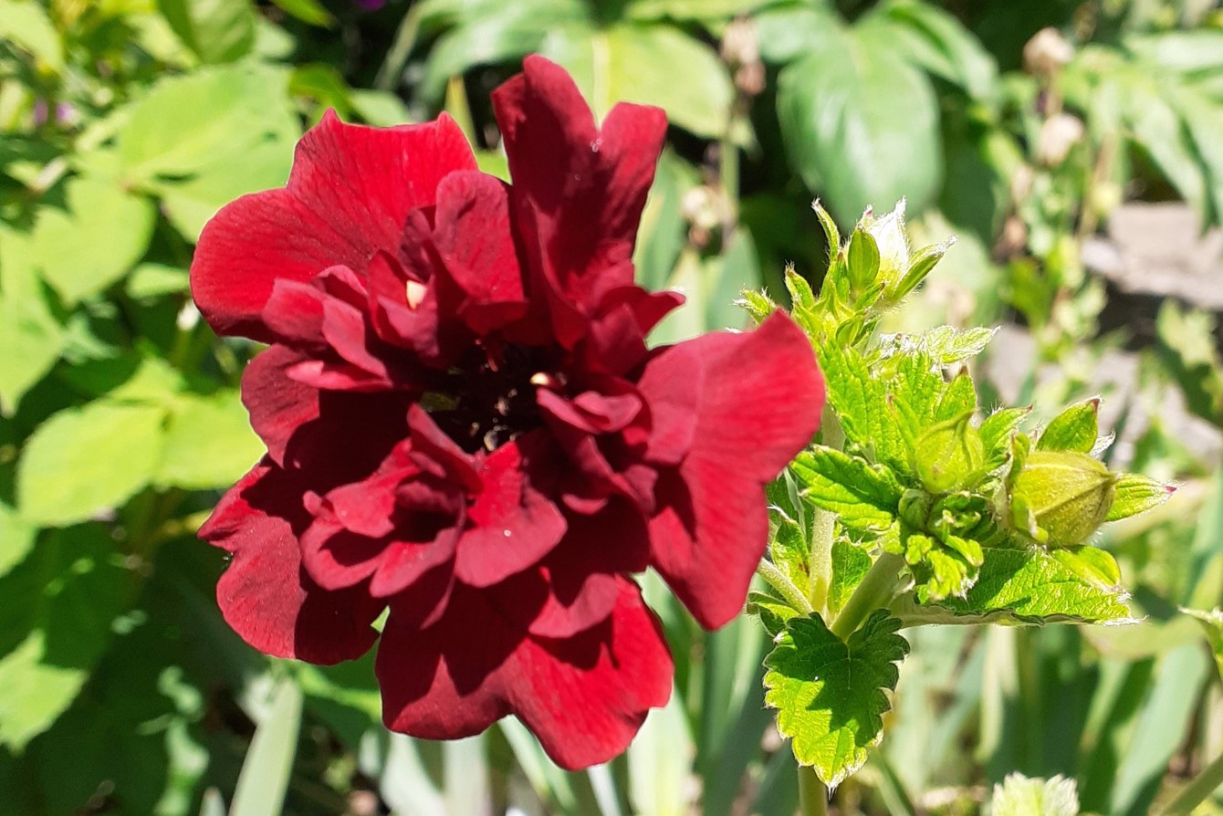 Potentilla Velours Pourpre II Cc V Lloyd Owen CU