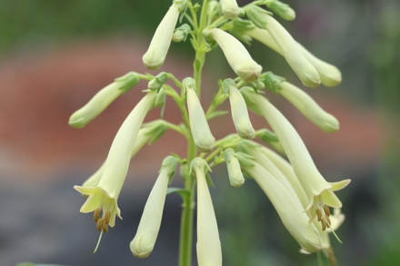 Phygelius X Rectus 'Moonraker' Cc Plant Heritage