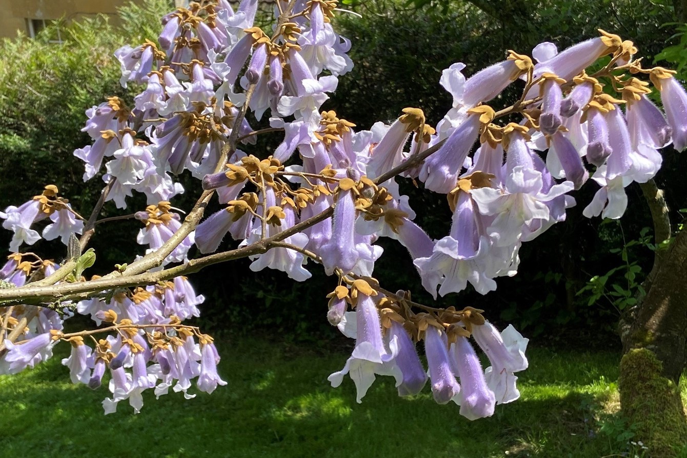 Paulownia flower