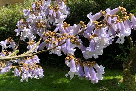 Ten new National Plant Collections accredited this spring, including Sir Bernard Lovell’s historic oak collection and the first ever Paulownia (foxglove tree) collection  