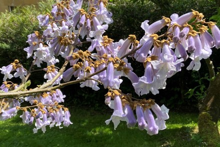 Paulownia Flower