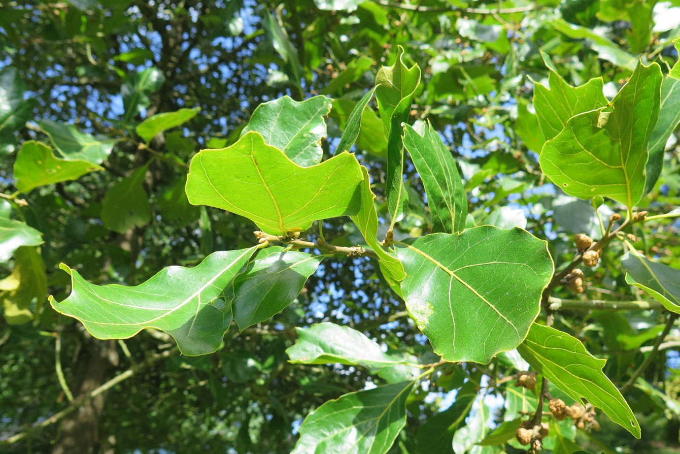 Quercus marilandica