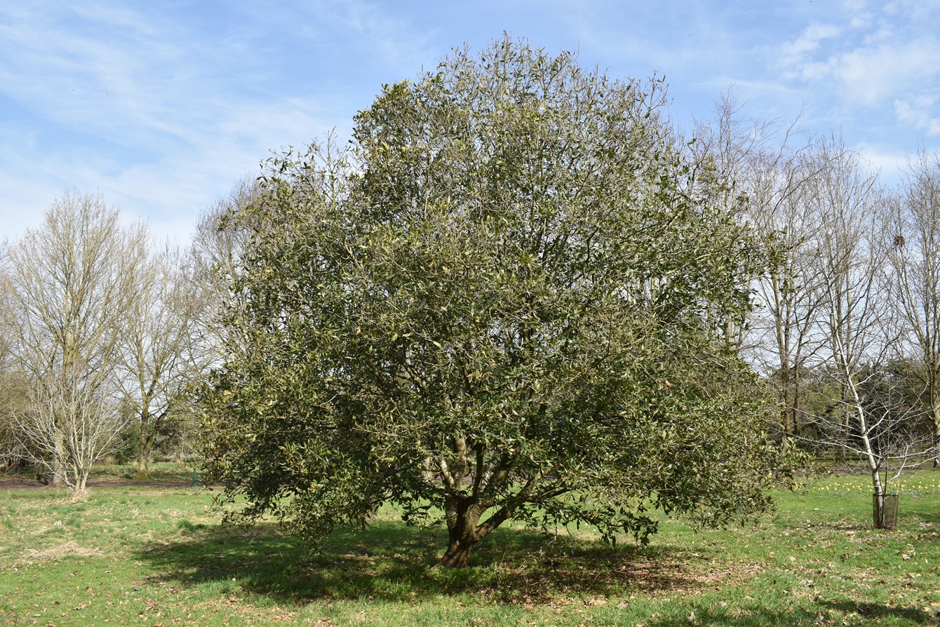 Quercus Turnerii