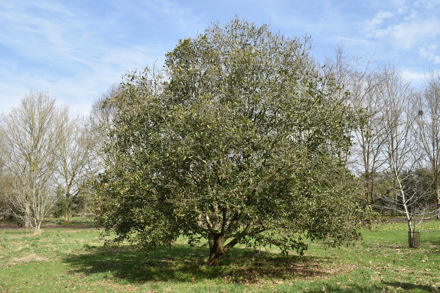 Quercus Turnerii (C) Write Image For You Media (2)