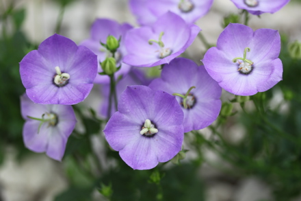 Campanula Carpatica 'Samantha'