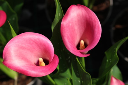 Green-fingered volunteers needed to help save the UK’s garden plants 