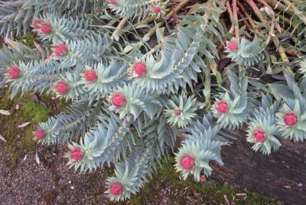 Threatened Plant of the Year 2022 competition launched this spring