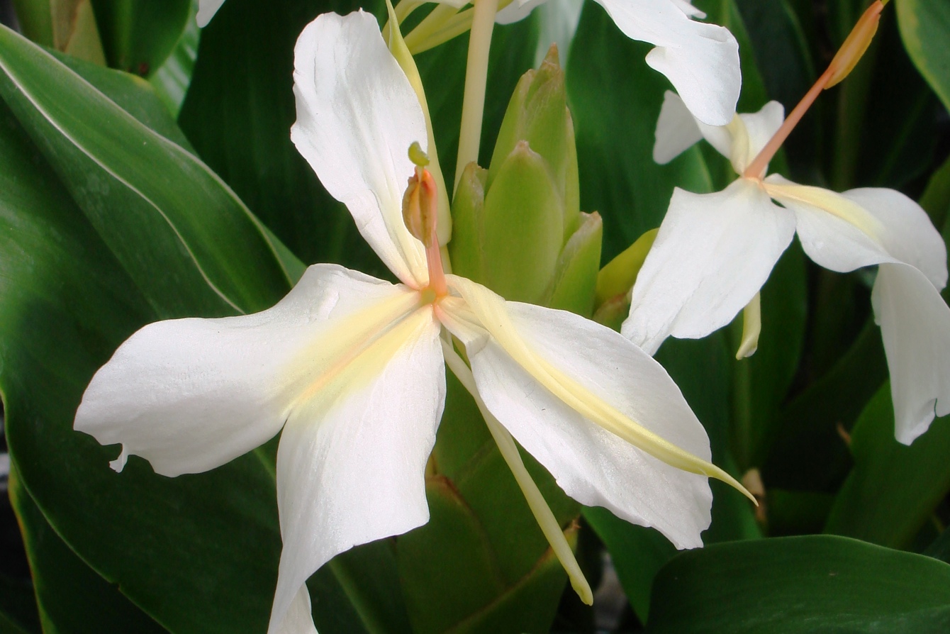 Hedychium 'Luna Moth' Cc A Gaunt ALT